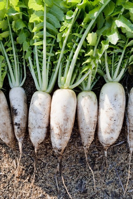打木源助大根 | ダイコン栽培.com